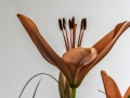 Lys