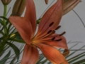 Lys