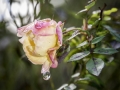 Flore / Rose