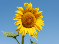 Tournesol