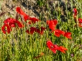 Coquelicots, rouge