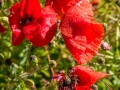 Coquelicots, rouge