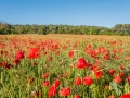 Coquelicots, rouge