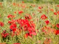 Coquelicots, rouge