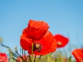 Coquelicots, rouge
