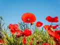 Coquelicots, rouge