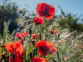 Coquelicots, rouge