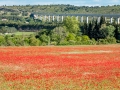 Coquelicots, rouge