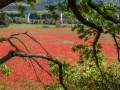 Coquelicots, rouge