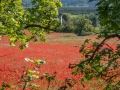 Coquelicots, rouge