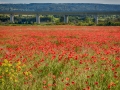 Coquelicots, rouge