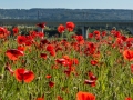 Coquelicots, rouge