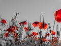Coquelicots, rouge