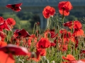 Coquelicots, rouge