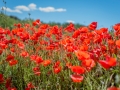 Coquelicots, rouge