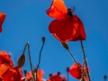 Coquelicots, rouge