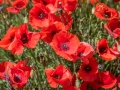 Coquelicots, rouge