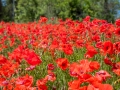 Coquelicots, rouge