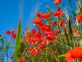 Coquelicots, rouge