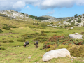 Plateau du Cuscionu/Corse