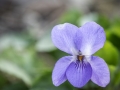Violette