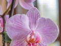 Orchidées-9.jpg