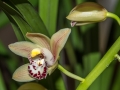 Orchidées.jpg