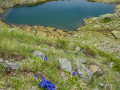 France, Mercantour/ Lac de Morgon