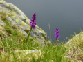 France, Mercantour/ Lac de Morgon