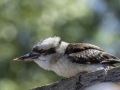 Parc des oiseaux/villars les dombes