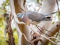 Pigeon ramier