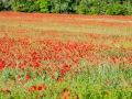 Champ de coquelicots