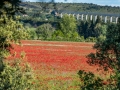 Champ de coquelicots