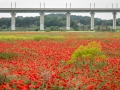 Pont du TGV Ventabren