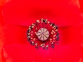 Coquelicot