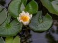 nenuphar