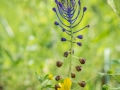 Muscari