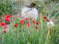 Coquelicots,