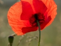 Coquelicots,