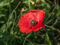 Coquelicots,