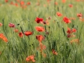 Coquelicots,