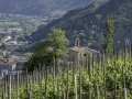 Vignoble tain l'Hermitage