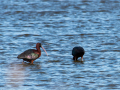 Ibis Falcinelle/Marais du Vigueirat