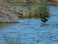 Ibis Falcinelle/Marais du Vigueirat