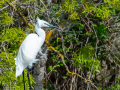 Aigrette garzette/Marais du Vigueirat