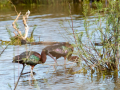 Ibis Falcinelle/Marais du Vigueirat