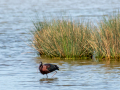 Ibis Falcinelle/Marais du Vigueirat