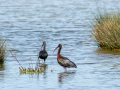 Ibis Falcinelle/Marais du Vigueirat