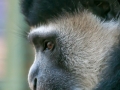 Zoo-colobe guereza