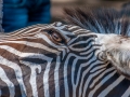 Zoo-Zebre